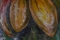 te003-cacao-history-planet's-energy-3